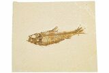 Detailed Fossil Fish (Knightia) - Wyoming #186488-1